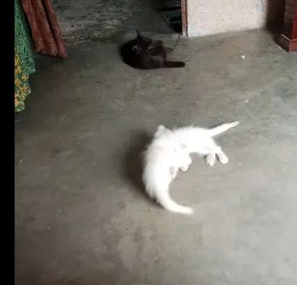 Male cat parshiyan for sale