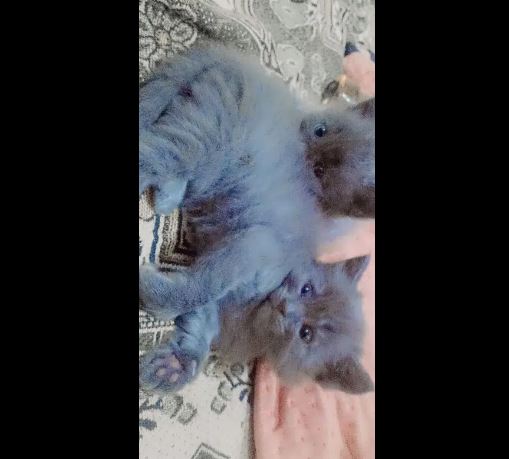 Persian cat 3 coated male grey for sale