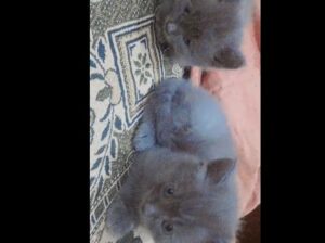 Persian cat 3 coated male grey for sale