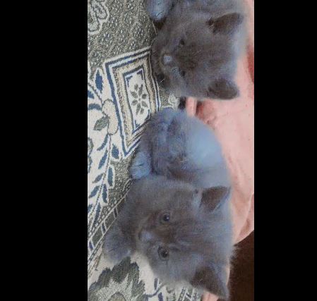 Persian cat 3 coated male grey for sale