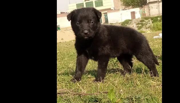 Balck German female available for sale