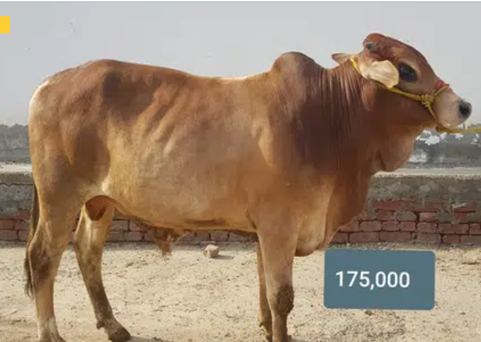 Qurbani Wachy For Sale In Lahore