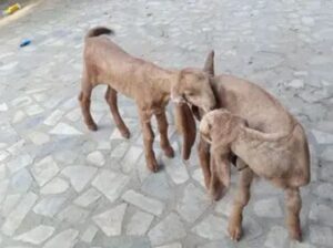 kamori goat male babyes