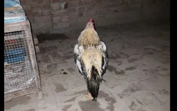 Jawa Pure Aseel Breeder Murgha