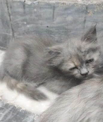 Persian Cat Male Oscar for sale in faisalabad