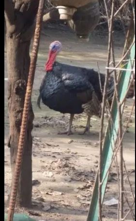 Turkey for sell urgent