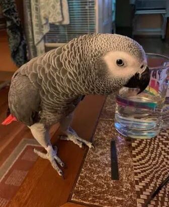 African grey parrot male for sale in karachi