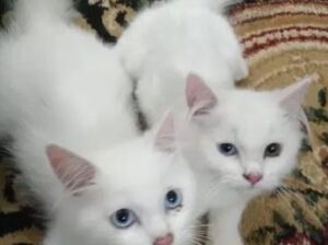 Male persian kitten for sale in karachi