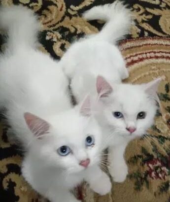 Male persian kitten for sale in karachi