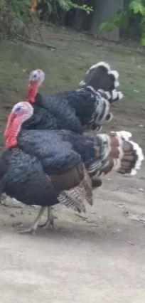 Turkey for sell urgent
