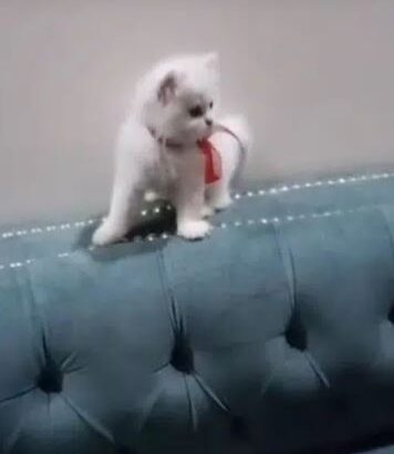 pura blood line persian kittens for sale in lahore