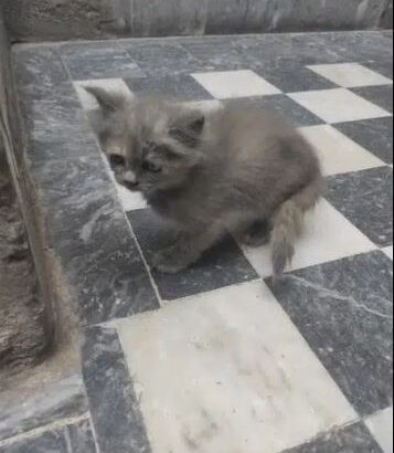 Persian Cat Male Oscar for sale in faisalabad