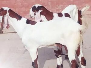 Goats urgent sale in faisalabad