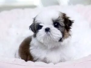 Shihtzu puppies for sale in lahore