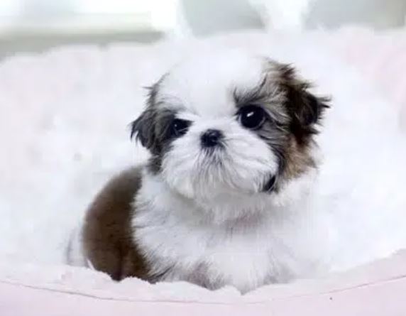 Shihtzu puppies for sale in lahore