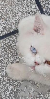 white Persian cat for sale in taxlilla