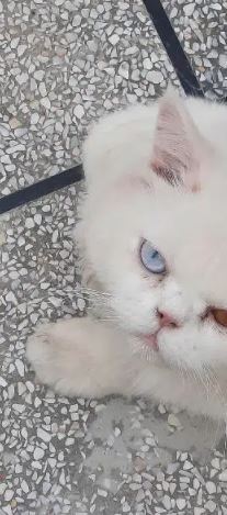 white Persian cat for sale in taxlilla
