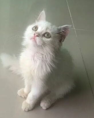 Persian Kitten Female White for sale in lahore