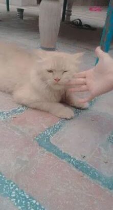 Male persian cat for sale in rahimyar