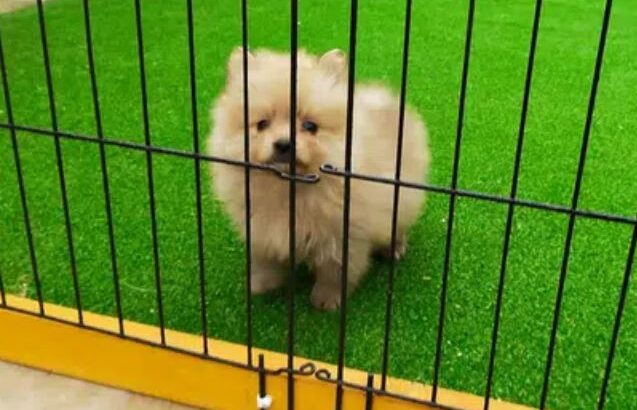 Pomeranian pups available in islamabad