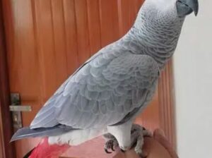 African grey parrot two love bird urgent for sale in islamabad
