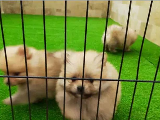 Pomeranian pups available in islamabad