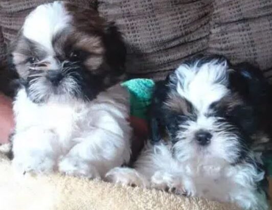 Shihtzu puppies for sale in lahore