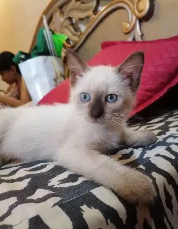 Siamese pure cat for sale in islamabad