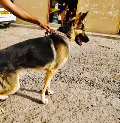 German shepherd Dog for sale in Mangla