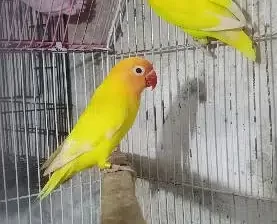 lutino persnlata red eye pair for sale in Mangla