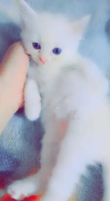 Blue eyes cats for sale in sialkot
