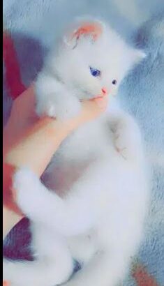 Blue eyes cats for sale in sialkot