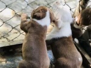 Pitbull puppies pair for sale