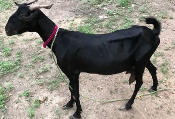Jett Black Milking goat for sale in karachi