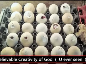 Egg Incubator Full automatic ( 120 eggs capacity ) in Narowal