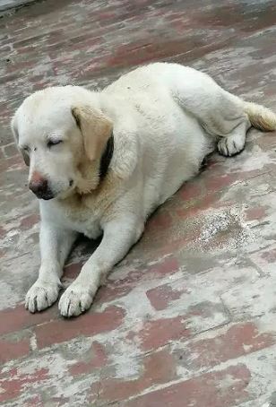 breeder female Labrador For sale in narowal