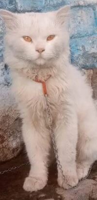 Persian cat Male For sale in Gujrawala