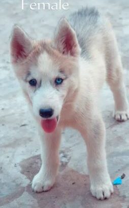 Husky Female Puppy For sale in Islamabad