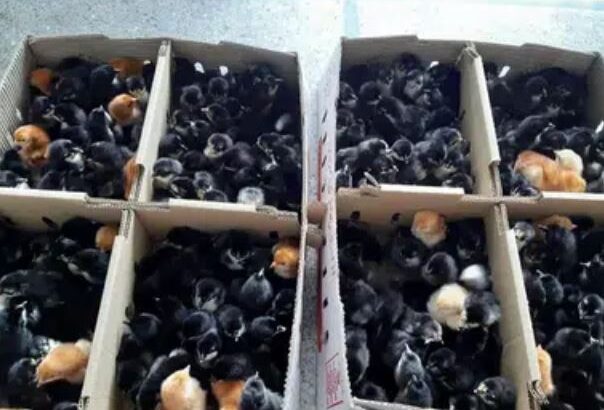 RIR & Black Australorp chicks For sale in gujrat