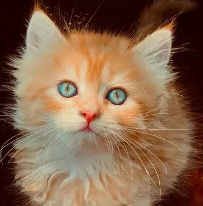 triple coated blue eyes kitten long hair lion