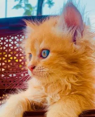 triple coated blue eyes kitten long hair lion