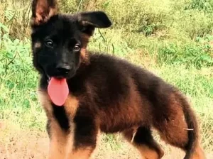 german shepherd male age 70day for sale Faisalabad