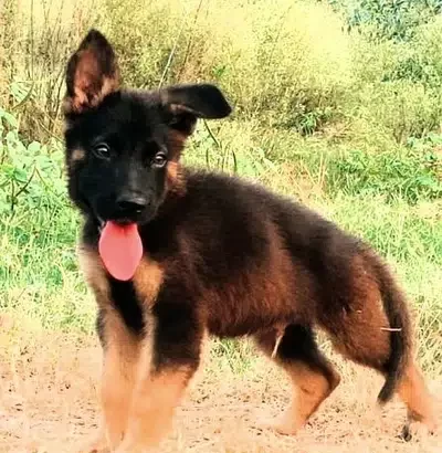 german shepherd male age 70day for sale Faisalabad
