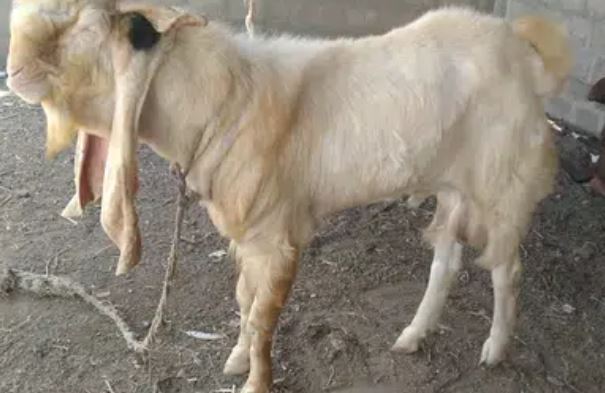 Goat for sale in sahiwal