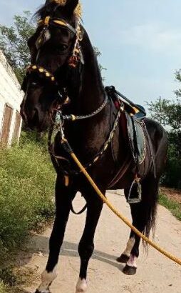 Horse for sale in islamabad