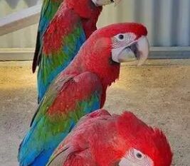 macaw parrorts for sale in islamabad