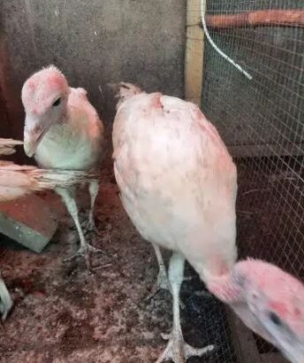 White Turkey set for sale in islamabad