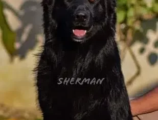 SHERMAN (FCI) PED MALE AVAILABLE FOR STUD