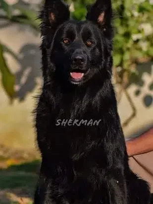 SHERMAN (FCI) PED MALE AVAILABLE FOR STUD