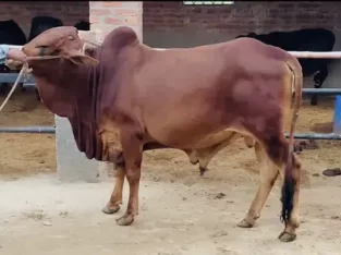 COW & BULL For Sell In Faisalabad
